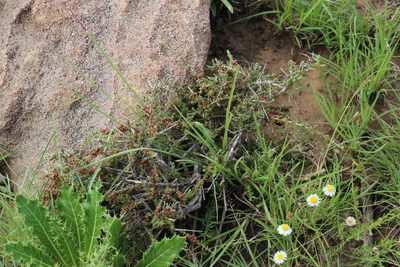 Nenax microphylla, photographed by Tony Rebelo