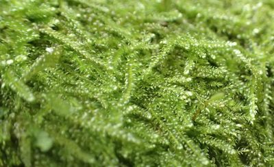 Ectropothecium regulare, photographed by Nicola van Berkel