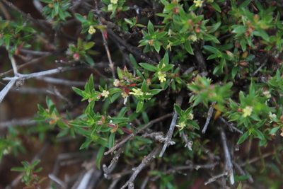 Nenax microphylla, photographed by Tony Rebelo