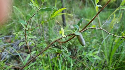 Billardiera mutabilis, photographed by ianrainbow