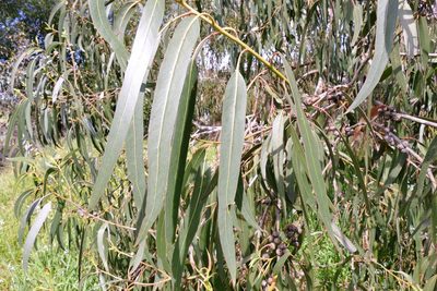 Eucalyptus bicostata, photographed by John Cull