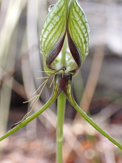 Pterostylis barbata, photographed by Mark Cliff