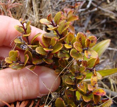 Gaultheria colensoi, photographed by Lisa Bennett