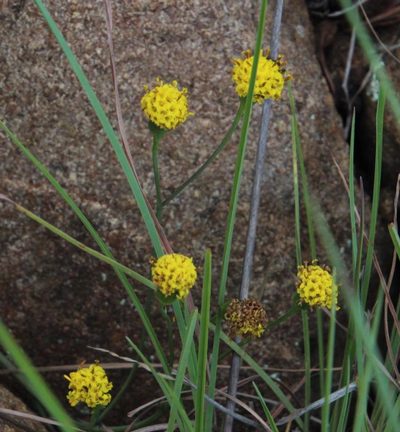 Senecio othonniflorus, photographed by Tony Rebelo