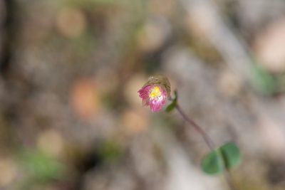 Rhodanthe manglesii, photographed by Ruth Clark