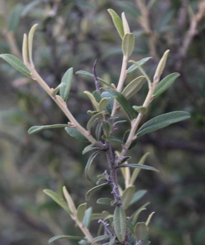 Tarchonanthus minor, photographed by Tony Rebelo