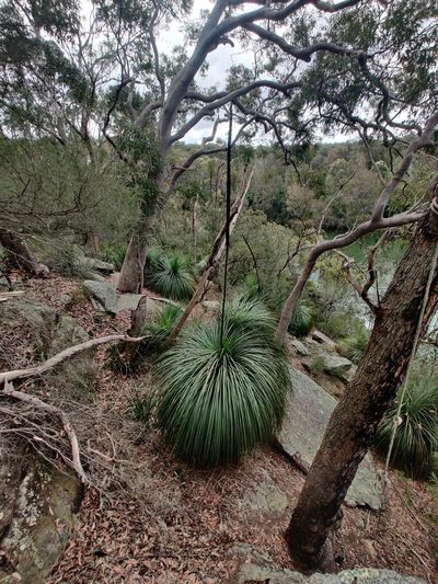 Xanthorrhoea arborea, photographed by Nathan Ruser