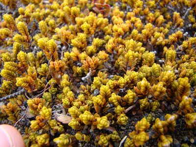 Pimelea microphylla, photographed by Lisa Bennett