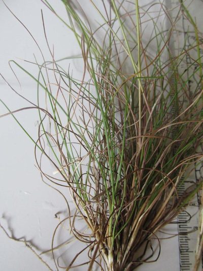 Pentameris malouinensis, photographed by Caroline Voget