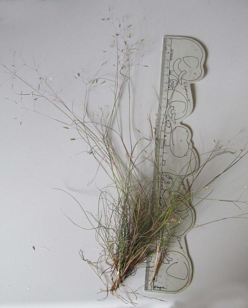 Pentameris malouinensis, photographed by Caroline Voget