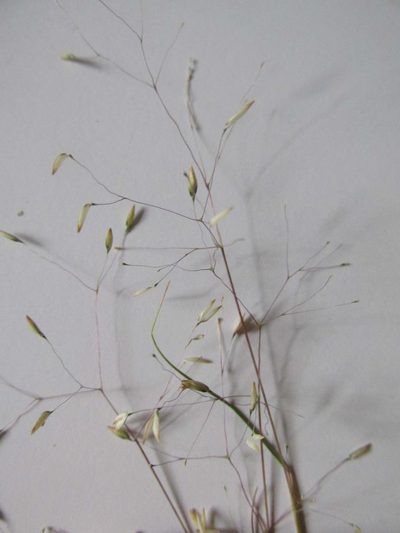 Pentameris malouinensis, photographed by Caroline Voget