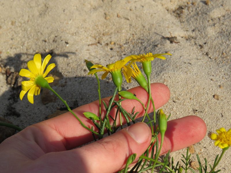 Steirodiscus tagetes, photographed by Jeremy Gilmore