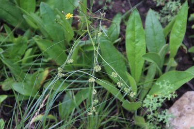 Cynoglossum hispidum, photographed by Tony Rebelo