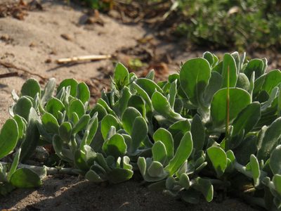 Helichrysum crispum, photographed by Jeremy Gilmore