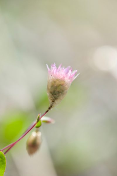Rhodanthe manglesii, photographed by Ruth Clark