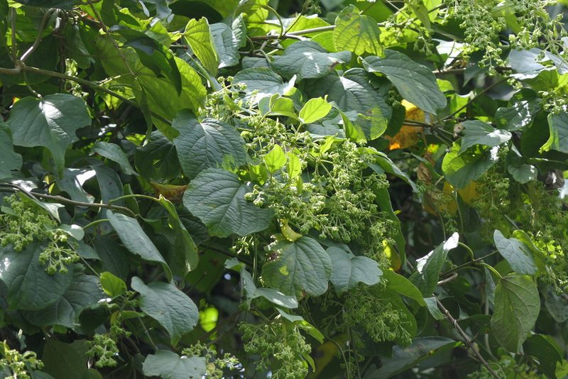 Aspidopterys cordata, photographed by Dinesh Valke