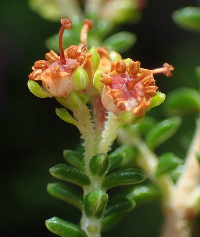 Erica arenaria, photographed by Nicola van Berkel