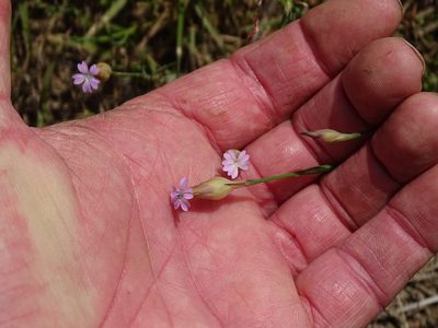 Petrorhagia prolifera, photographed by Shaun Swanepoel