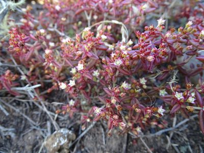 Crassula expansa, photographed by Shaun Swanepoel