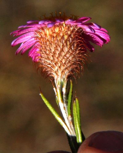 Athrixia capensis, photographed by Tony Rebelo