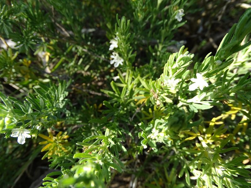 Teucrium africanum, photographed by Shaun Swanepoel