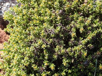 Macledium spinosum, photographed by Shaun Swanepoel