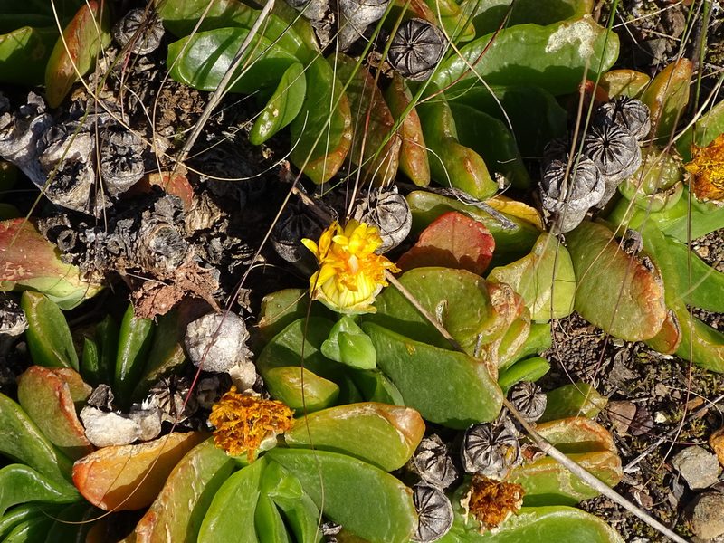 Glottiphyllum longum, photographed by Shaun Swanepoel