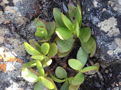 Crassula cultrata, photographed by Shaun Swanepoel