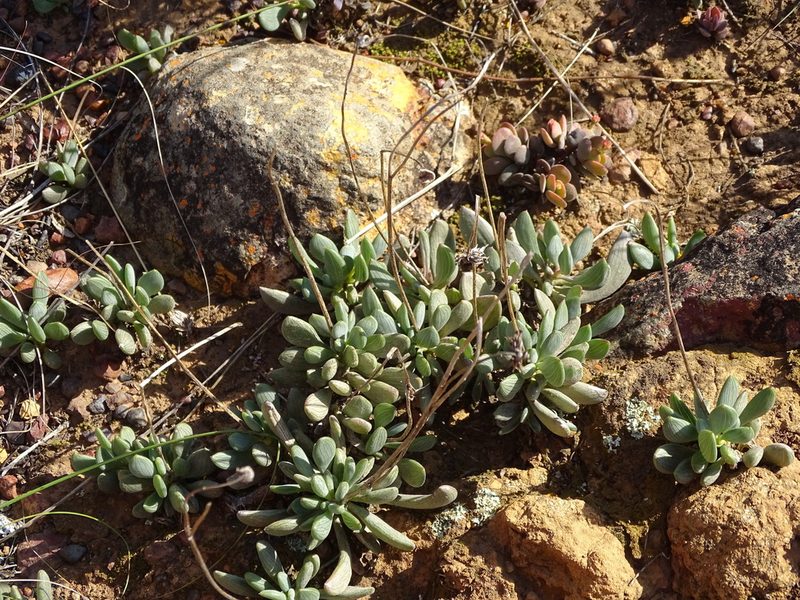 Senecio toxotis, photographed by Shaun Swanepoel