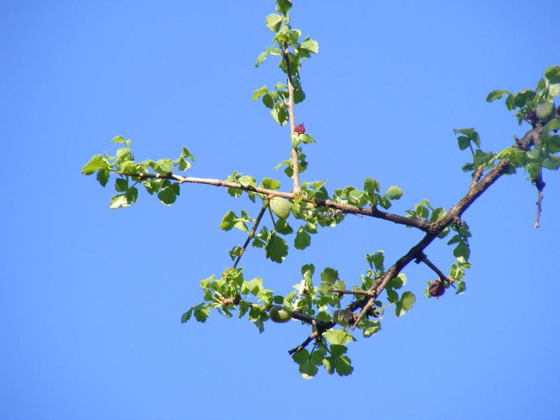 Commiphora schimperi, photographed by Andrew Deacon
