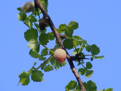 Commiphora schimperi, photographed by Andrew Deacon