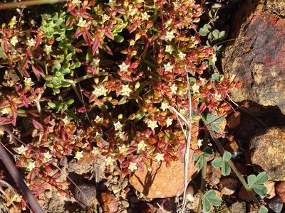 Crassula expansa, photographed by Shaun Swanepoel