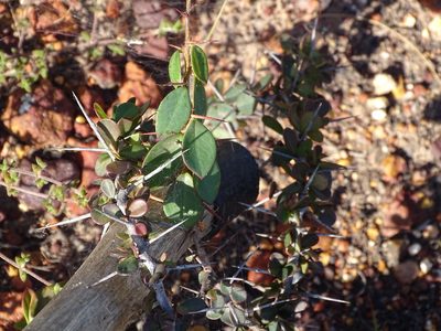 Putterlickia pyracantha, photographed by Shaun Swanepoel