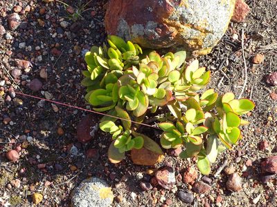 Crassula cultrata, photographed by Shaun Swanepoel