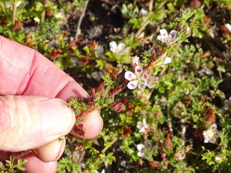 Anisodontea dissecta, photographed by Shaun Swanepoel