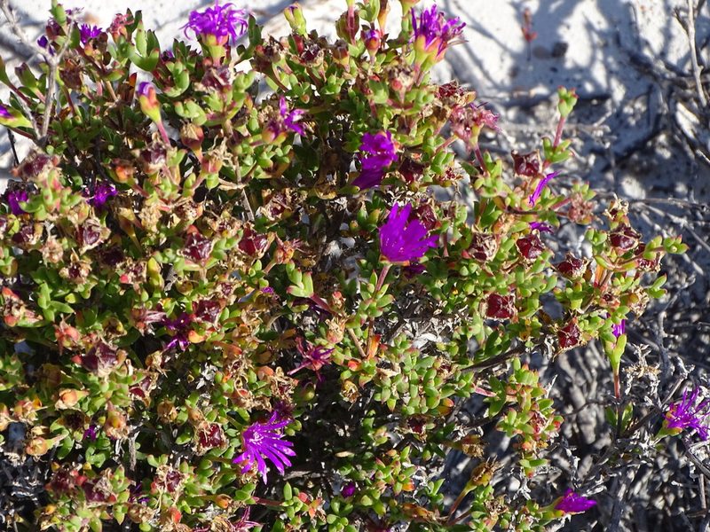 Drosanthemum asperulum, photographed by Shaun Swanepoel