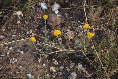 Helichrysum rutilans, photographed by Tony Rebelo