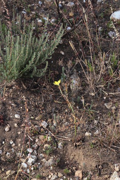 Moraea elsiae, photographed by Tony Rebelo