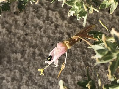 Oenothera pallida, photographed by Jared Shorma