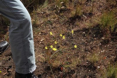 Moraea elsiae, photographed by Tony Rebelo