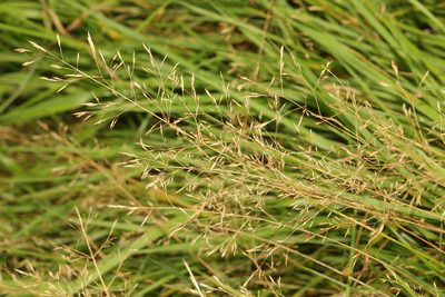 Agrostis stolonifera, photographed by Stephen James McWilliam