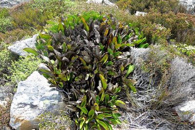 Protea pruinosa, photographed by Di Turner