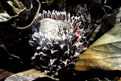 Protea pruinosa, photographed by Di Turner