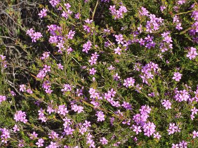 Coleonema aspalathoides, photographed by Shaun Swanepoel