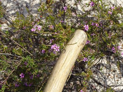 Coleonema aspalathoides, photographed by Shaun Swanepoel