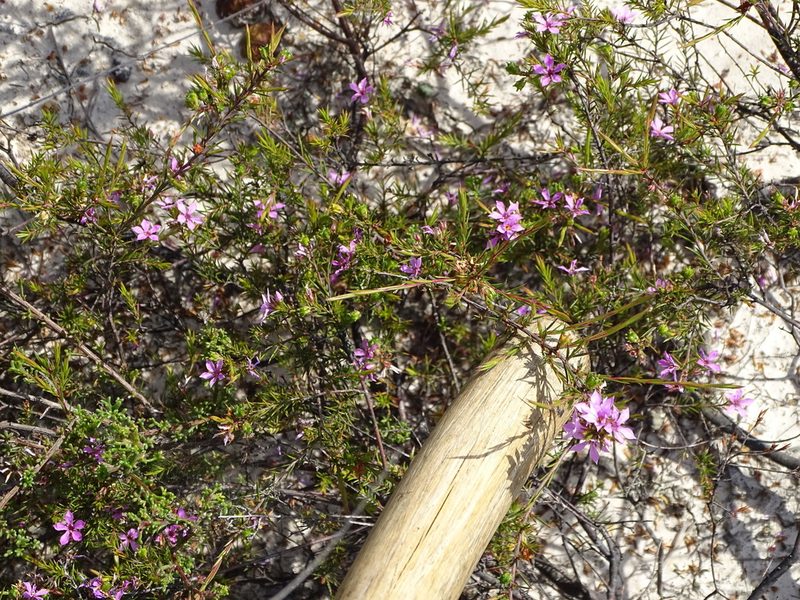 Coleonema aspalathoides, photographed by Shaun Swanepoel