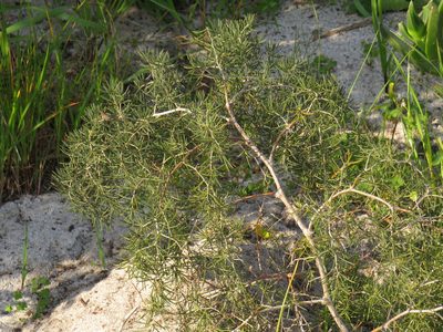 Asparagus lignosus, photographed by Jeremy Gilmore
