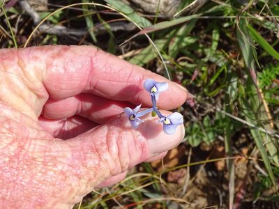 Moraea tripetala, photographed by Shaun Swanepoel