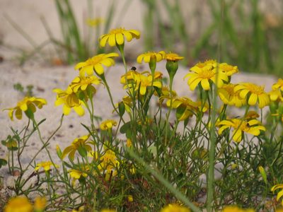 Steirodiscus tagetes, photographed by Jeremy Gilmore