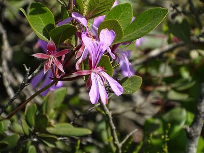 Pelargonium peltatum, photographed by Shaun Swanepoel